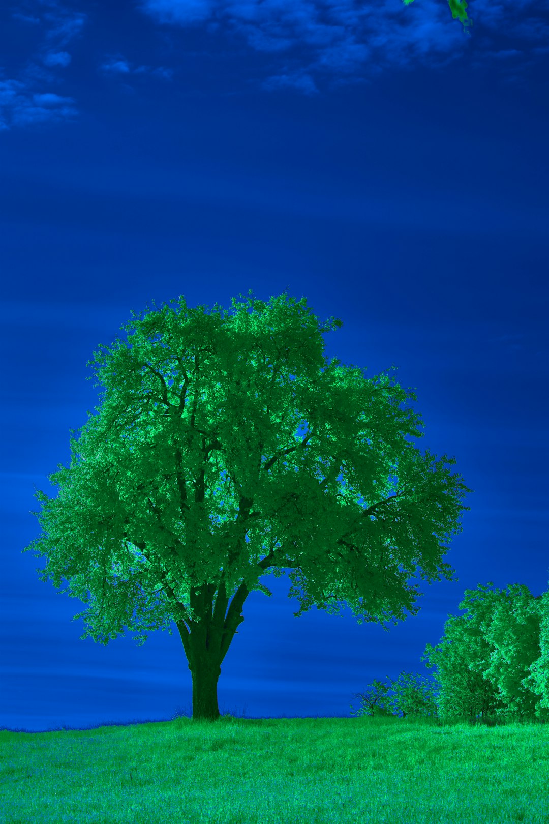 a-lone-tree-in-a-grassy-field-under-a-blue-sky-rbmcewe2epu
