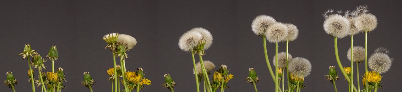 dandelion, seed stand, development, to flourish, seed formation, multiplication, dandelion, dandelion, development, development, development, development, development